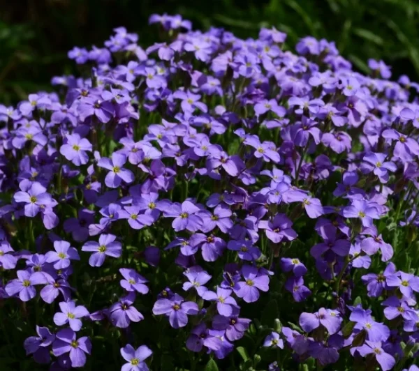 Aubrieta  'Cascade Blue'