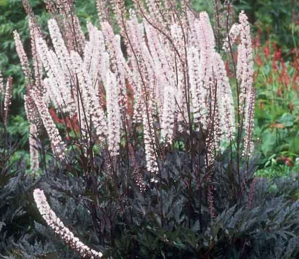Cimicifuga ramosa 'Pink Spike'