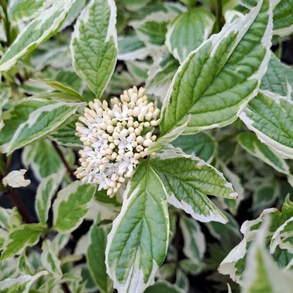 Cornus alba 'Sibirica variegata'