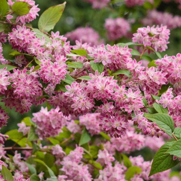 Deutzia hybrida 'Strawberry Fields'
