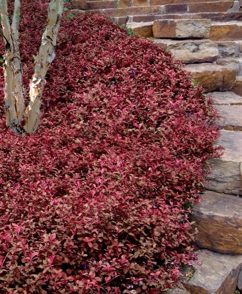 Euonymus fortunei  'Coloratus'