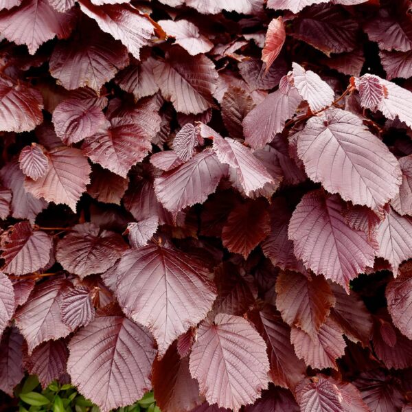 Fagus sylvatica 'Atropunicea'