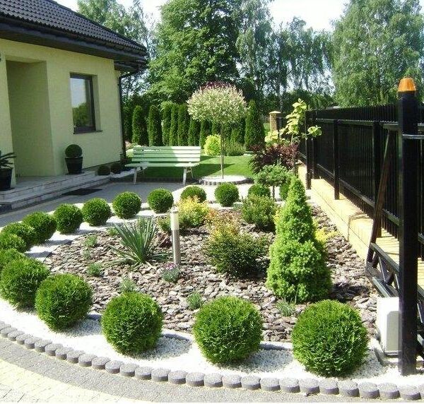 Thuja occidentalis 'Teddy'