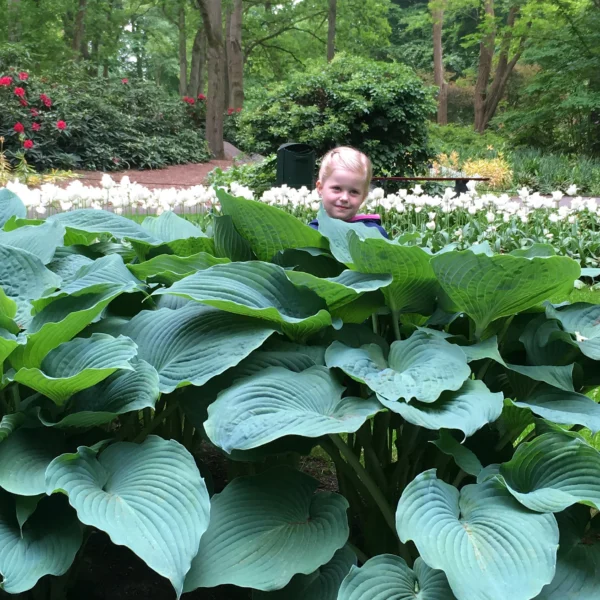Hosta hybrid  'Jurassic Park'