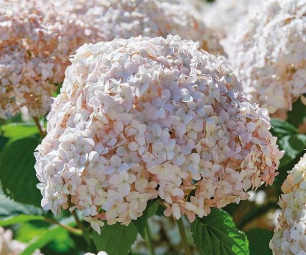 Hydrangea arborescens 'Candybelle Marshmallow'