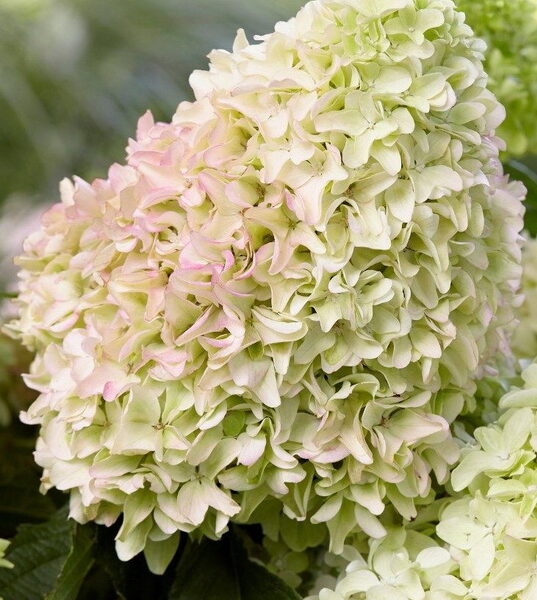 Hydrangea paniculata 'Little Fresco'