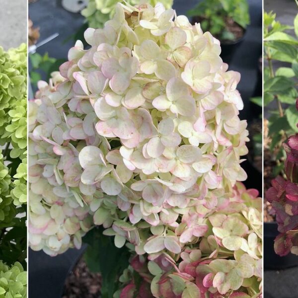 Hydrangea paniculata 'Petite Cherry'