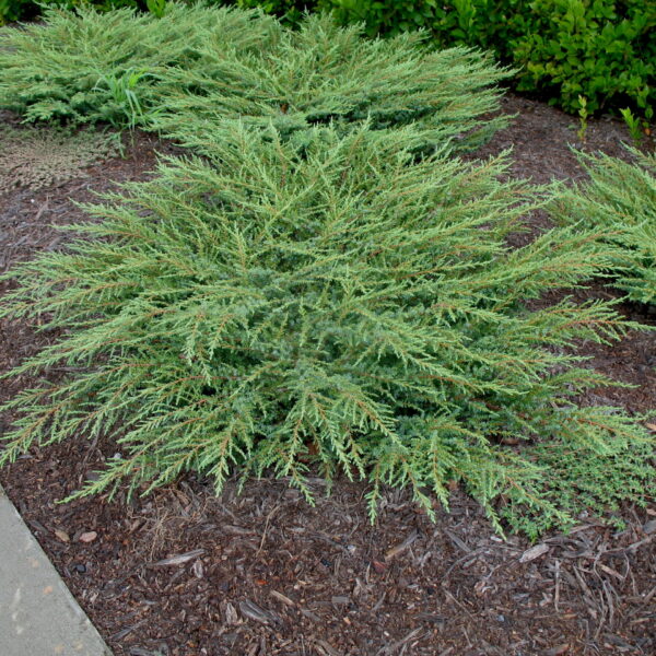 Juniperus communis  'Green Carpet'