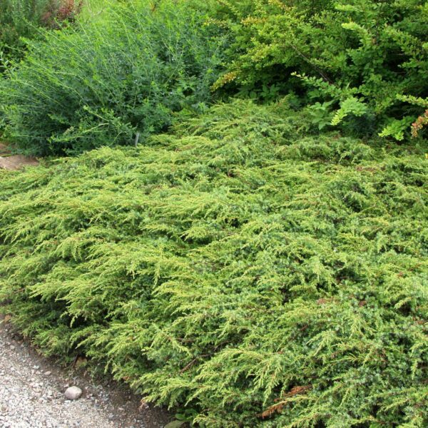 Juniperus communis  'Repanda'
