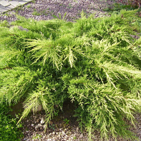 Juniperus pfitzeriana  'Old Gold'