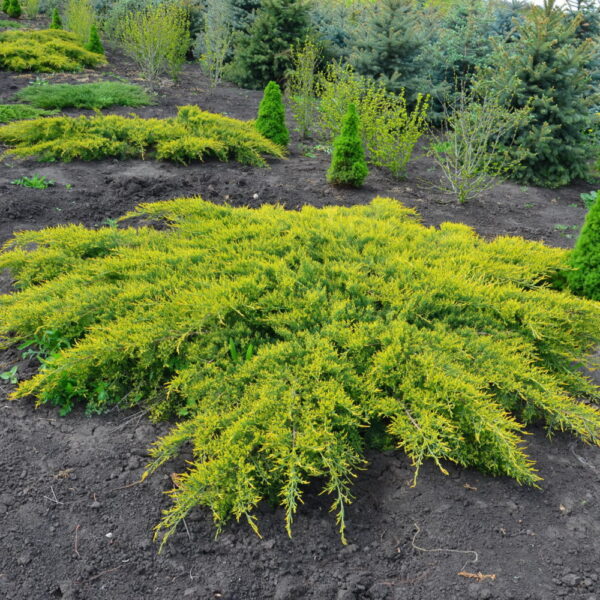Juniperus pfitzeriana  'Pfitzeriana Aurea'