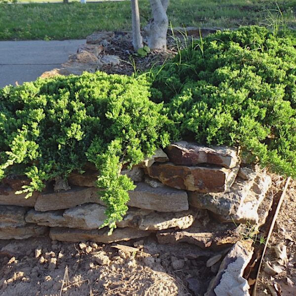 Juniperus procumbens  'Nana'