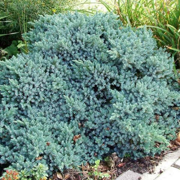 Juniperus squamata  'Blue Star'
