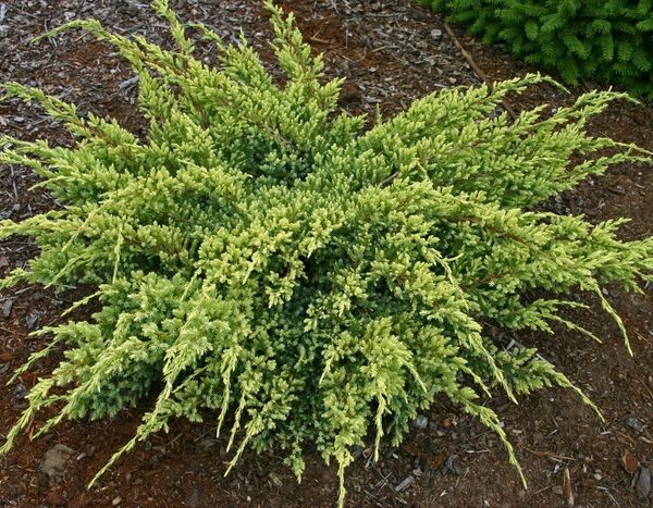 Juniperus squamata  'Dream Joy'