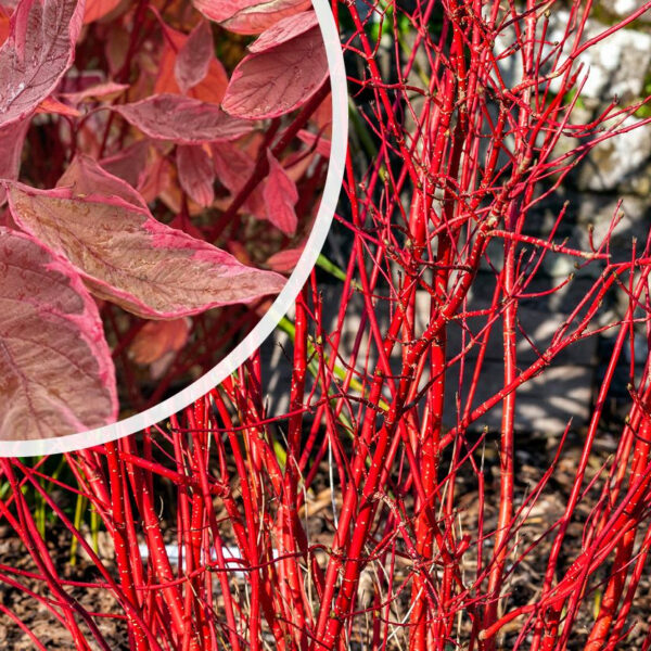Cornus alba 'Miracle'