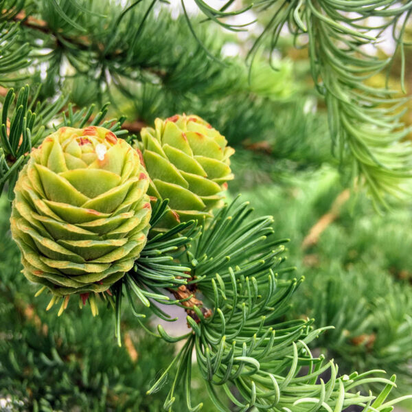 Larix kaempferi