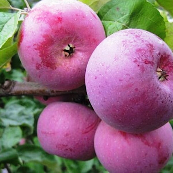 Malus domestica 'Belorusskoje Malinovoje'