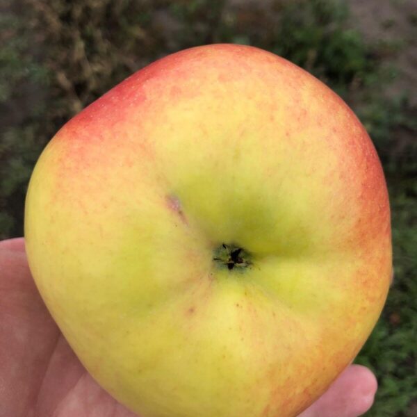 Malus domestica 'Bogatõr'