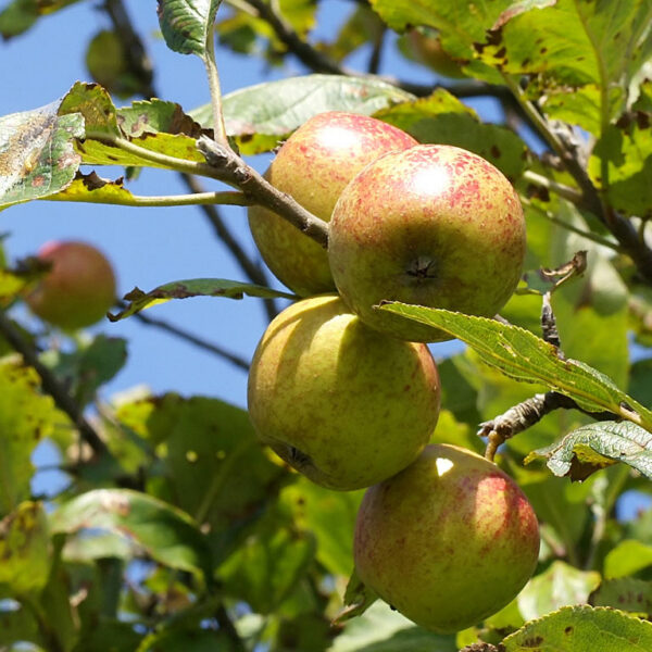 Malus domestica 'Cukurinš'