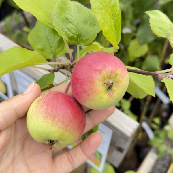 Malus domestica 'Auksis'