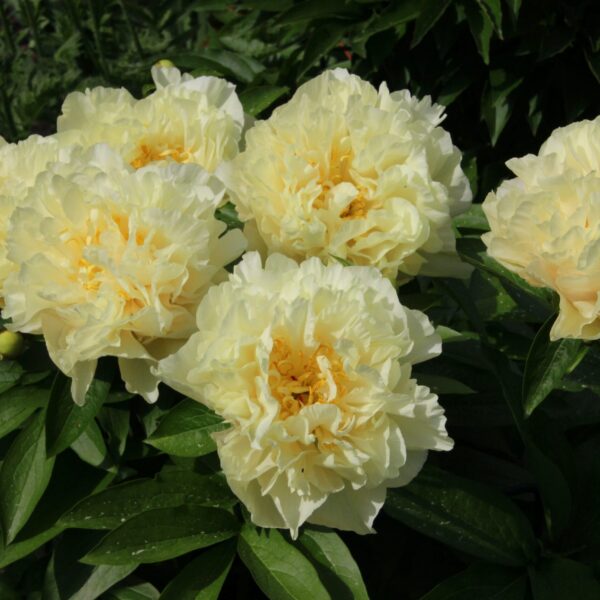 Paeonia hybrid  'Sunny Girl'