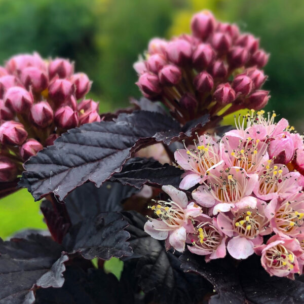Physocarpus opulifolius 'Panther'