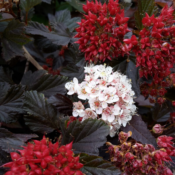 Physocarpus opulifolius 'Red Baron'