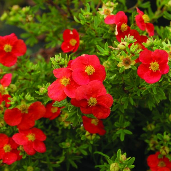 Potentilla fruticosa 'Marian Red Robin'