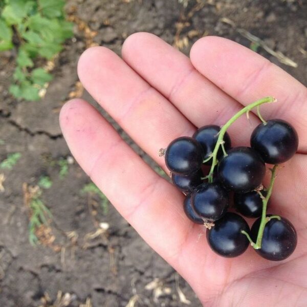 Ribes nigrum  'Leningradskij Velikan'