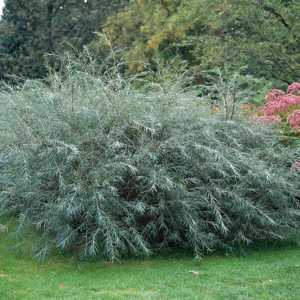 Salix elaeagnos  'Angustifolia'