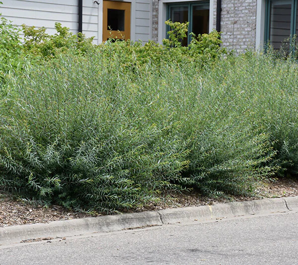 Salix purpurea  'Nana'