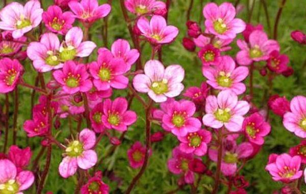 Saxifraga arendsii  'Blütenteppich'
