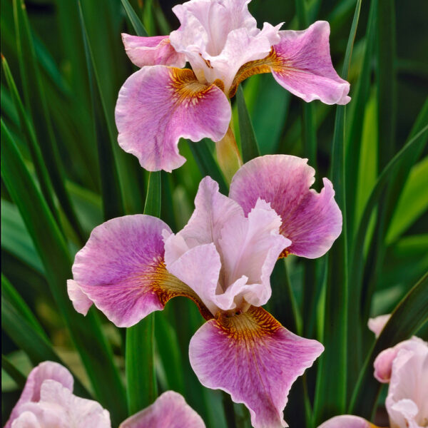 Iris sibirica 'Dance Ballerina Dance'