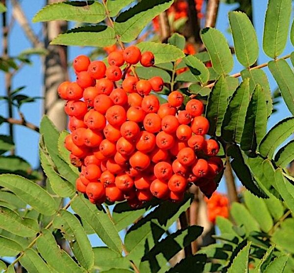 Sorbus 'Sahharnaja'
