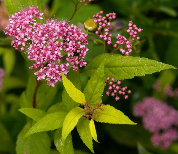 Spiraea japonica 'Goldflame'