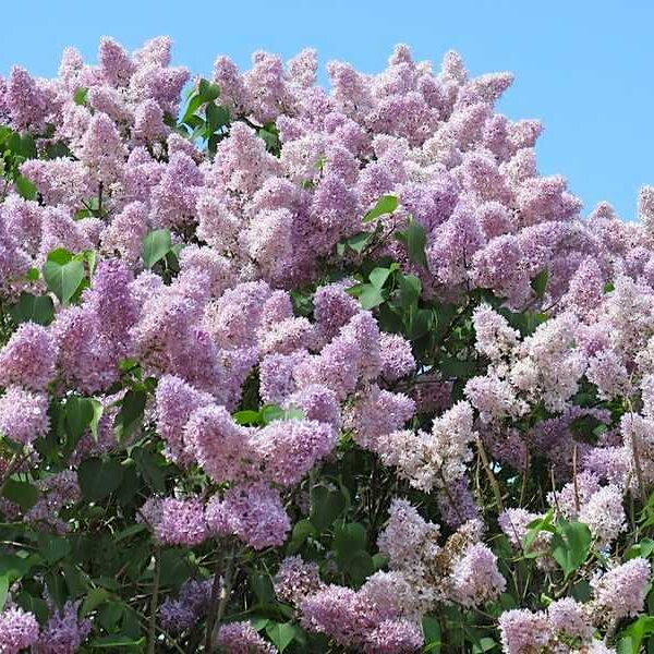 Syringa josikaea