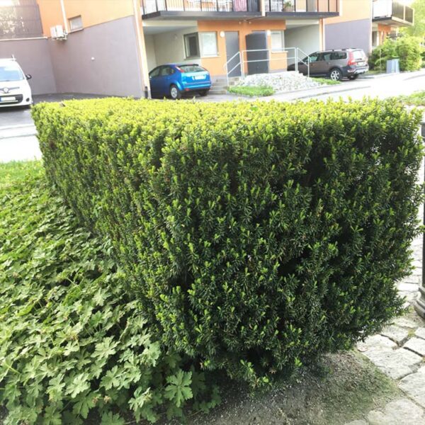 Taxus media 'Hillii'