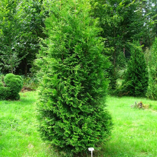 Thuja occidentalis 'Brabant'