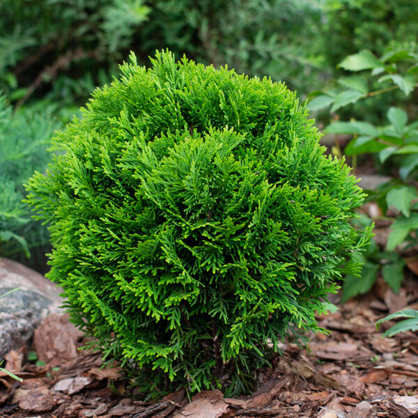 Thuja occidentalis 'Danica'