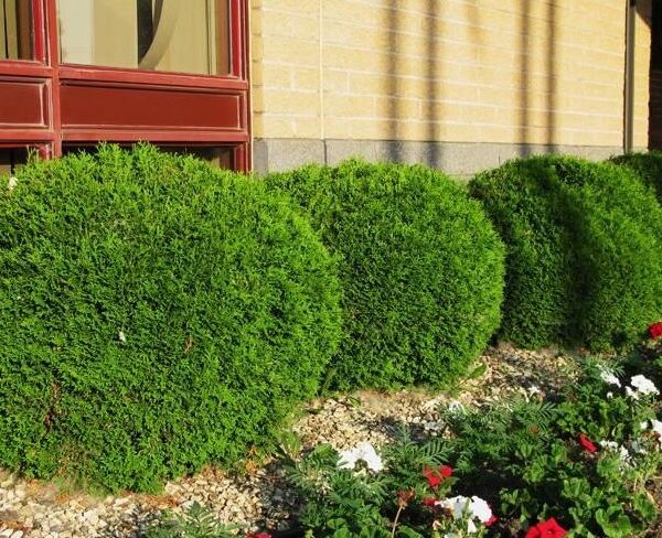 Thuja occidentalis 'Little Giant'