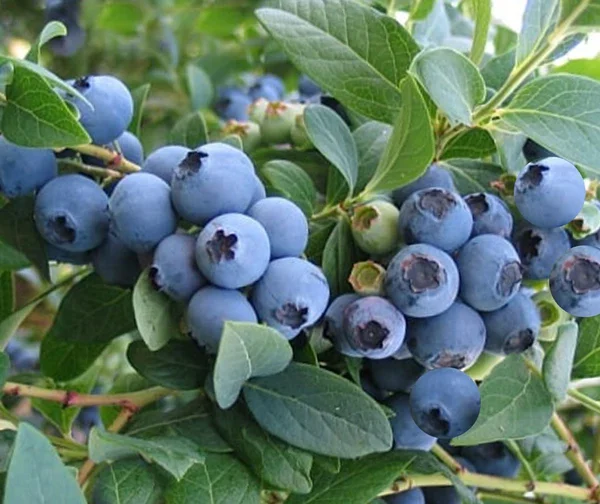 Vaccinium corymbosum  'Elisabeth'