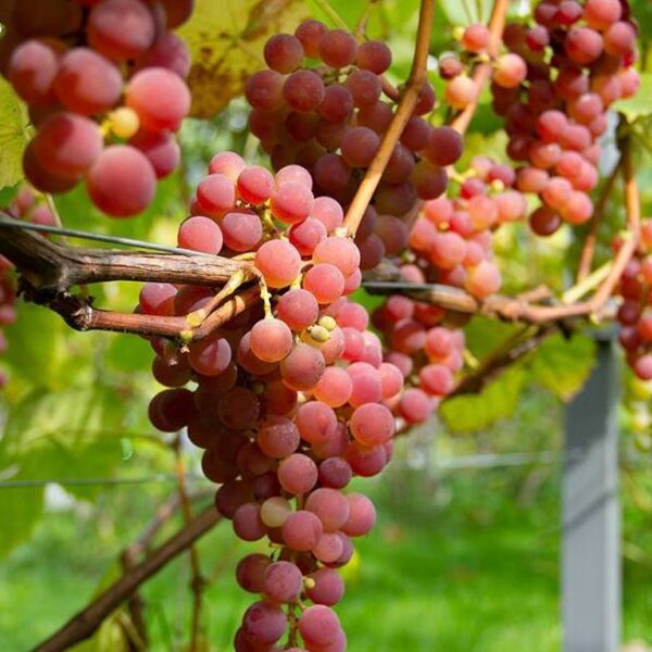 Vitis vinifera 'Jadviga'