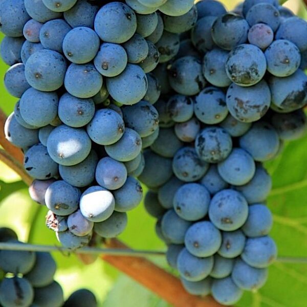 Vitis vinifera 'Zilga'