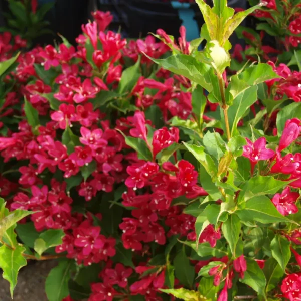 Weigela florida 'Red Prince'