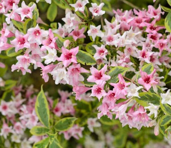 Weigela florida 'Variegata'