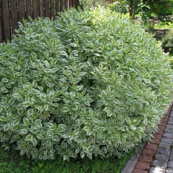 Cornus alba 'Elegantissima'