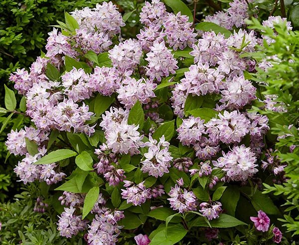 Deutzia 'Raspberry Sundae'