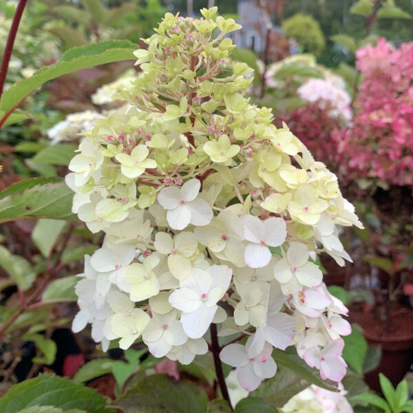 Hydrangea paniculata 'Fraise Melba'