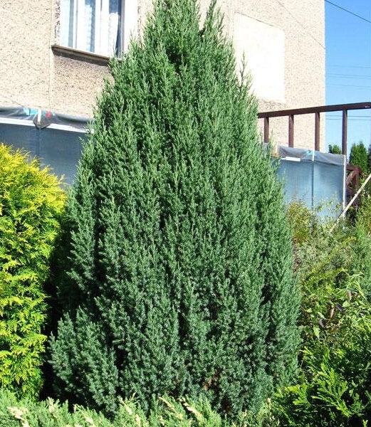 Juniperus chinensis 'Stricta'