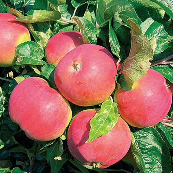 Malus domestica 'Ametist'